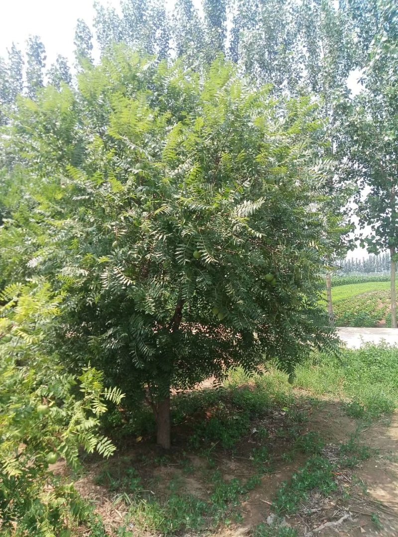 文冠果6-8公分的量大