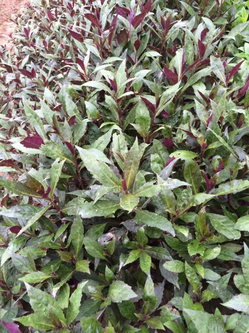紫背天葵种苗紫色蔬菜紫背菜苗耐热成活率高