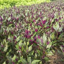 紫背天葵种苗紫色蔬菜紫背菜苗耐热成活率高