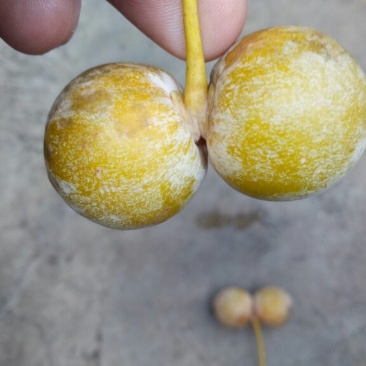 白果仁