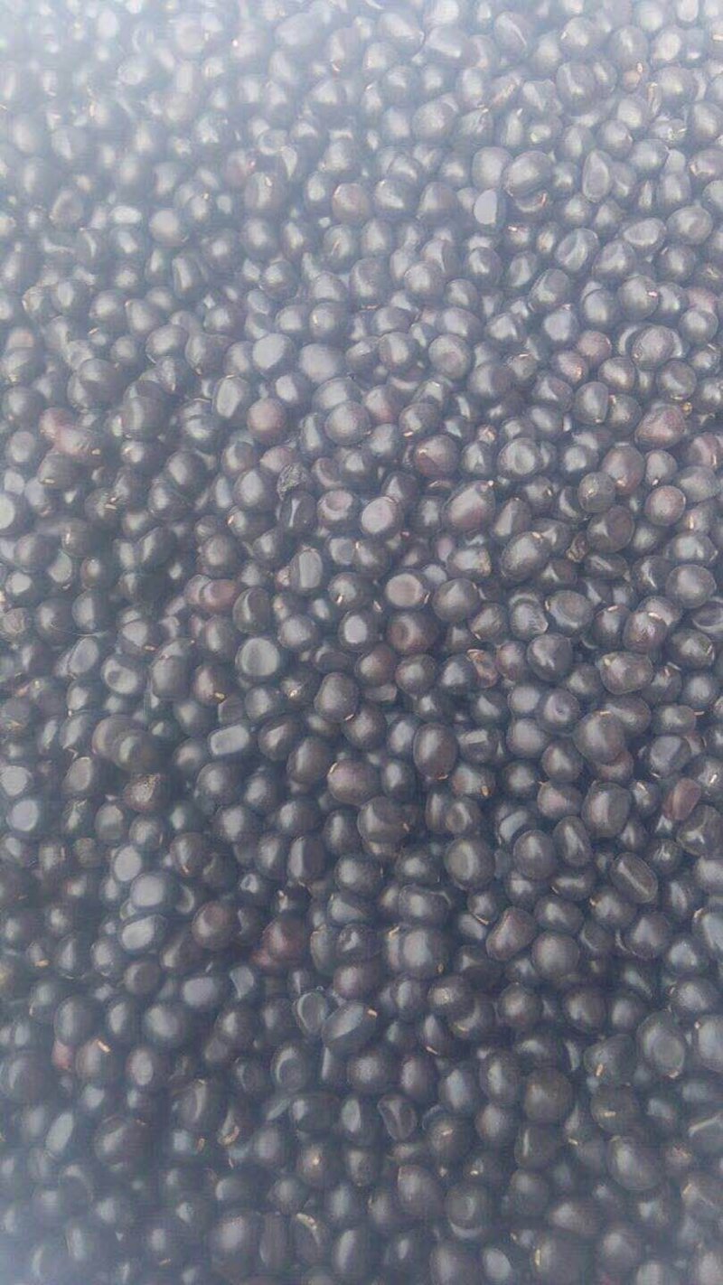 油用牡丹籽牡丹籽凤丹牡丹籽榨油专用牡丹籽牡丹子