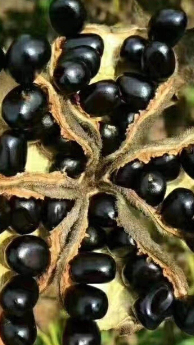 油用牡丹籽牡丹籽凤丹牡丹籽榨油专用牡丹籽牡丹子