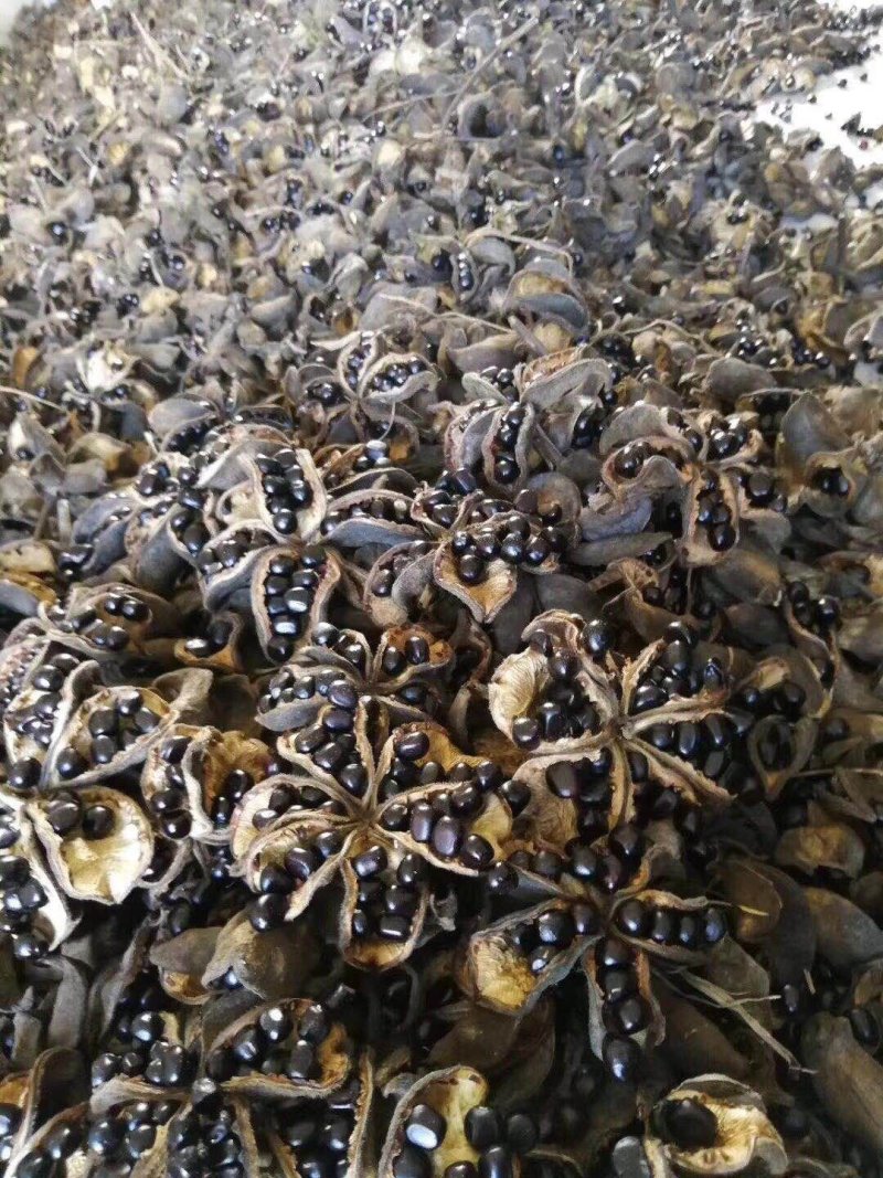油用牡丹籽牡丹籽凤丹牡丹籽榨油专用牡丹籽牡丹子