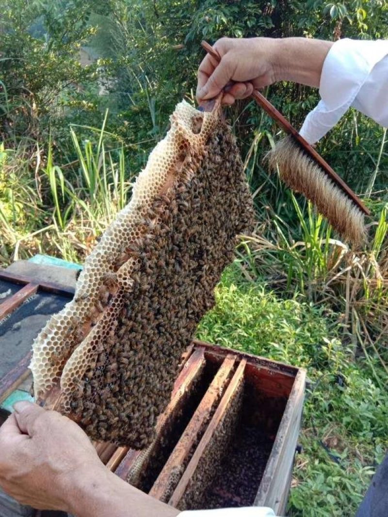 自家家养土蜂蜜纯正7天内无理由退货