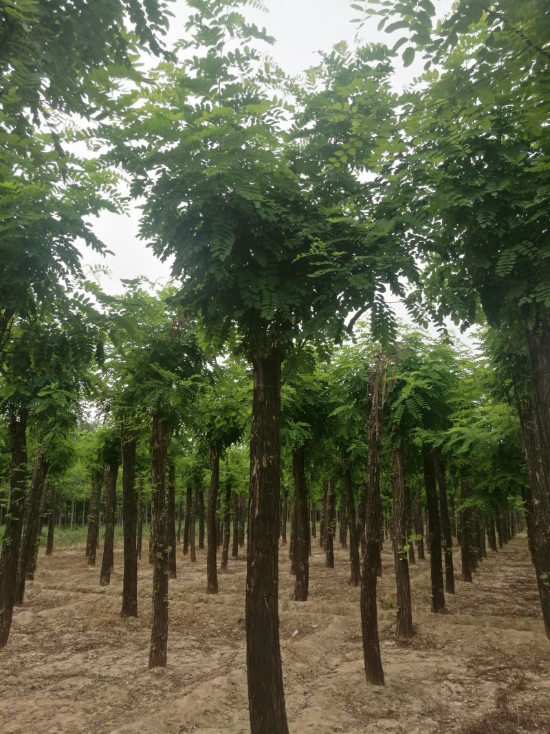 香花槐