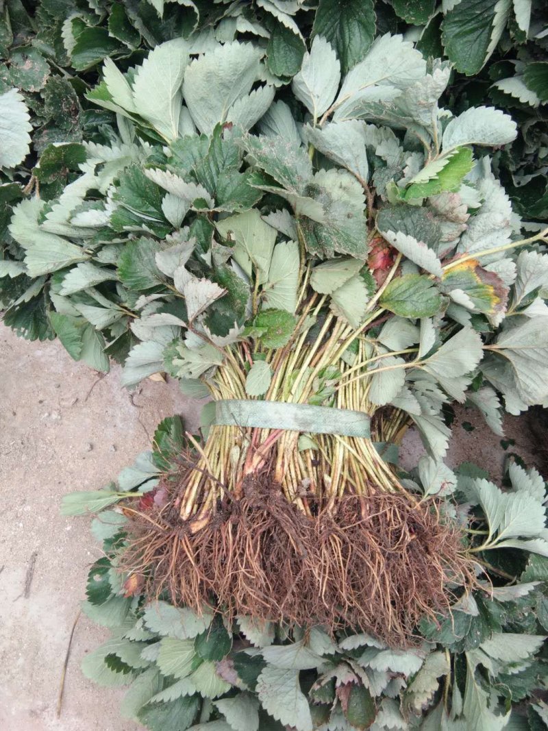 草莓苗