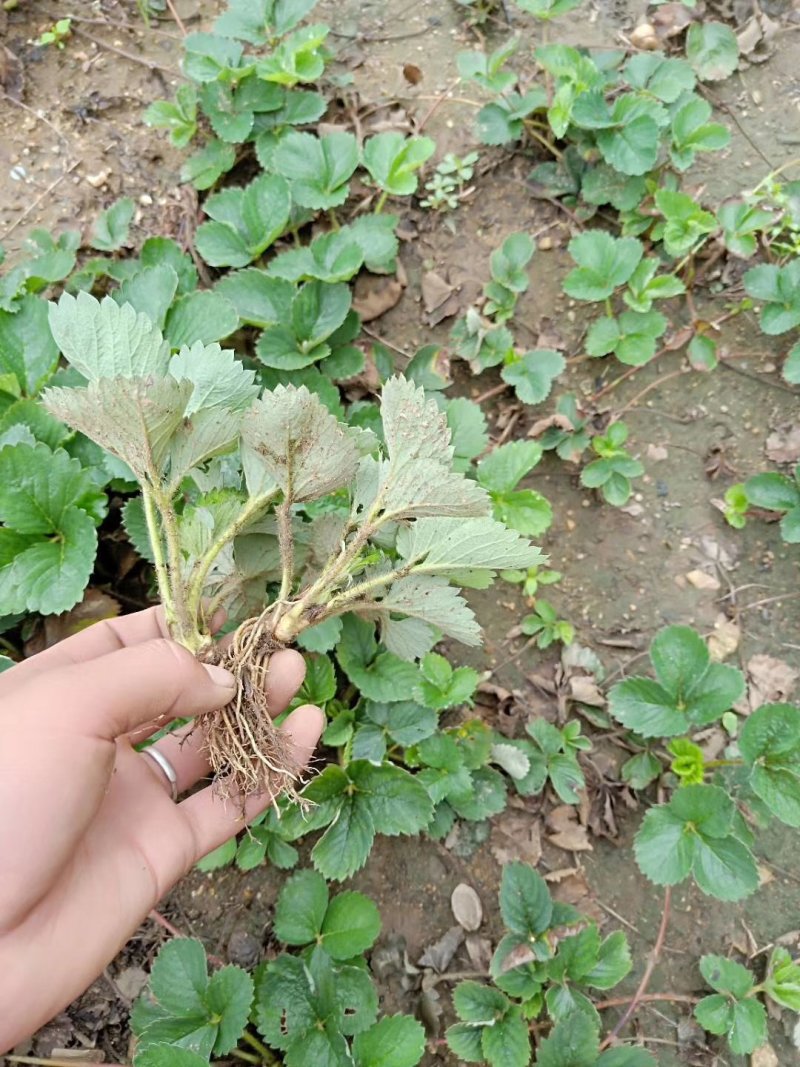 草莓苗