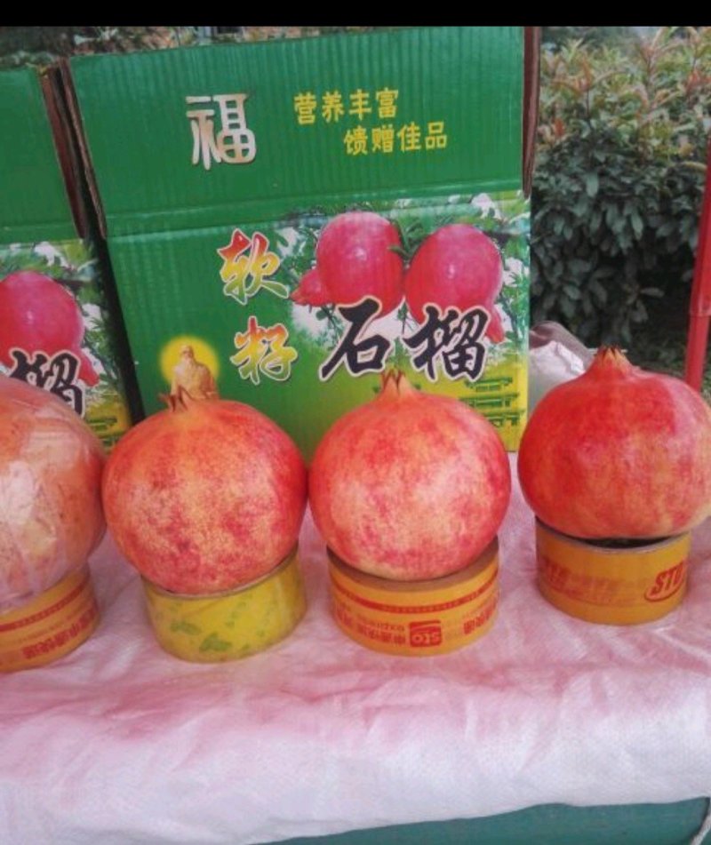 安徽大石榴