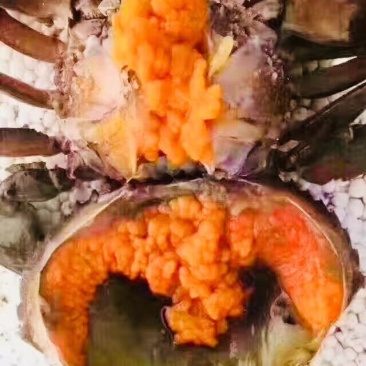 螃蟹各种规格都有