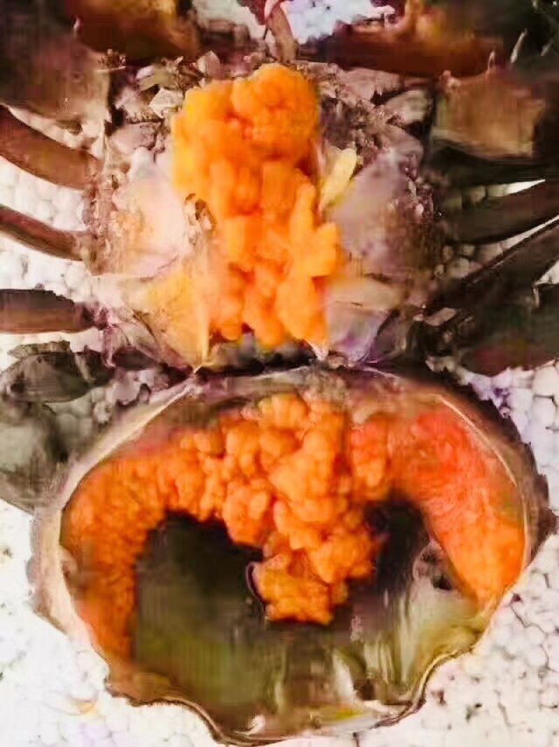 螃蟹各种规格都有