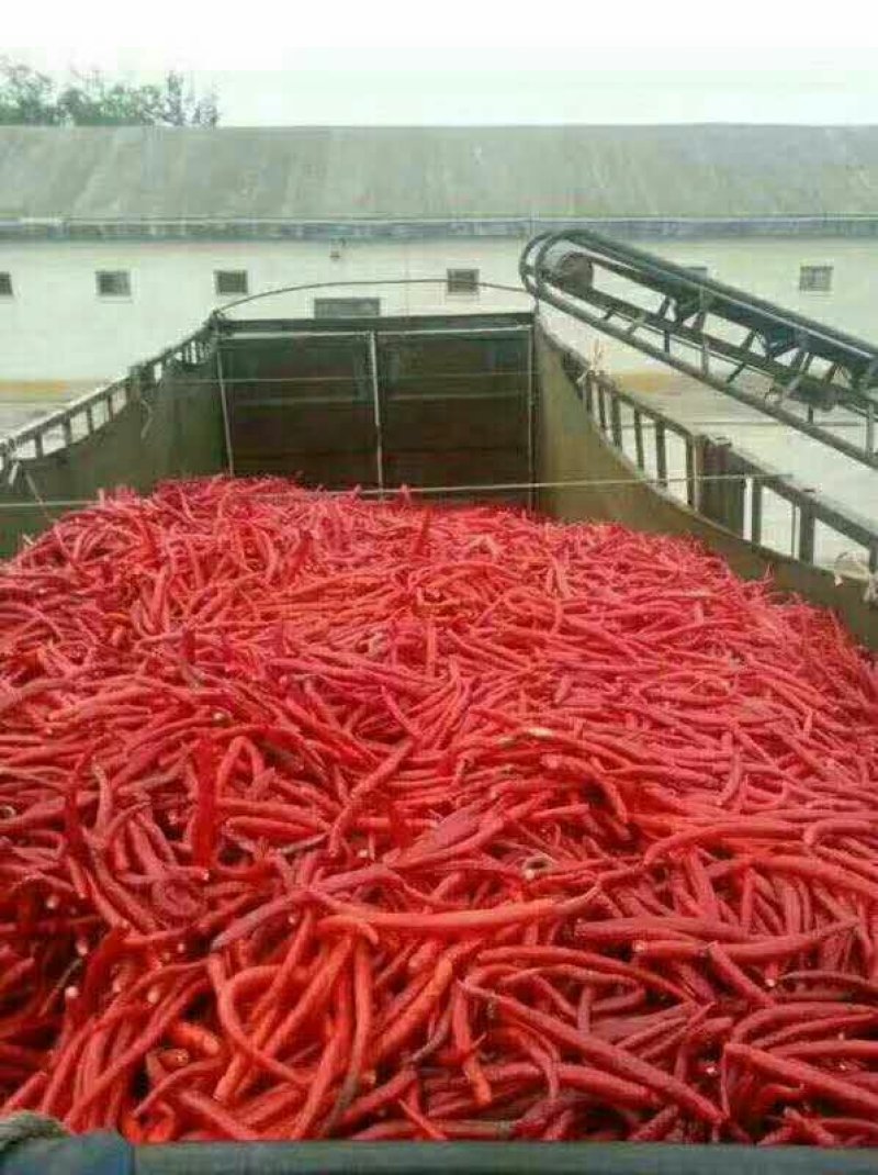 山西忻州鲜辣椒以陆大量上市，种植品种有干鲜两用的北京红，