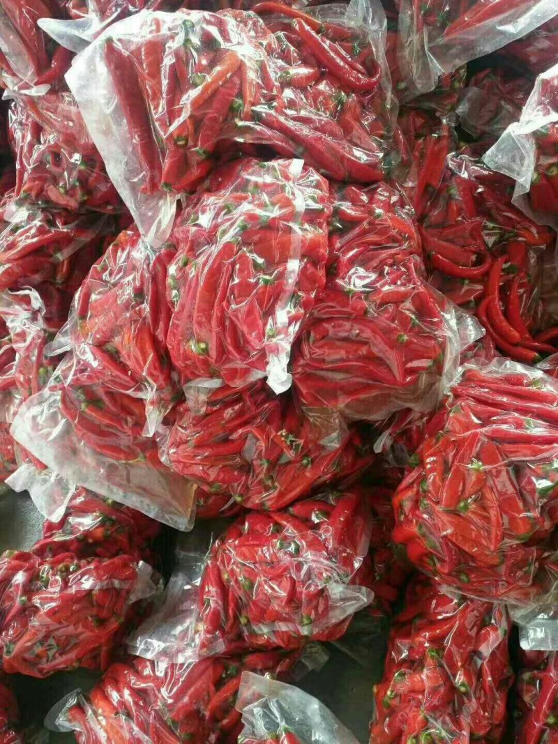 山西忻州鲜辣椒以陆大量上市，种植品种有干鲜两用的北京红，