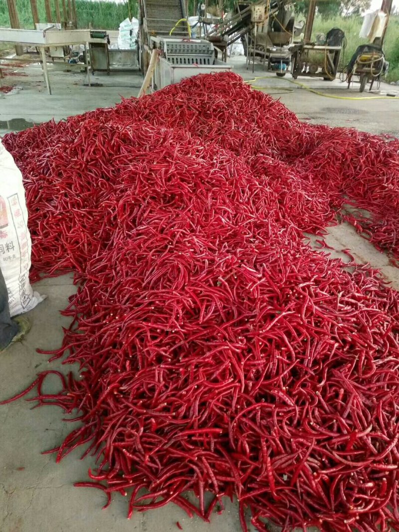 山西忻州鲜辣椒以陆大量上市，种植品种有干鲜两用的北京红，
