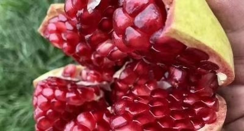 突尼斯软籽石榴