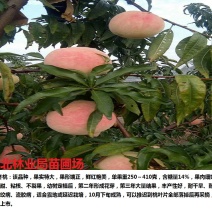 冬桃苗，超晚熟的桃子，签订合同诚信经营