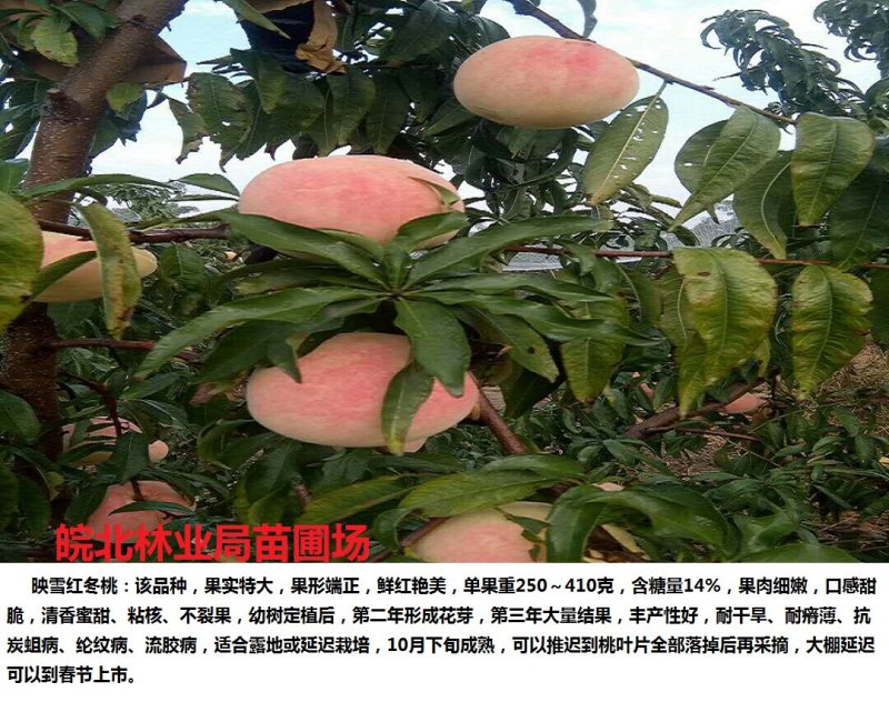冬桃苗，超晚熟的桃子，签订合同诚信经营