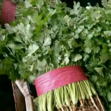 精品香菜批发香菜20-30公分货量巨大日供3万斤