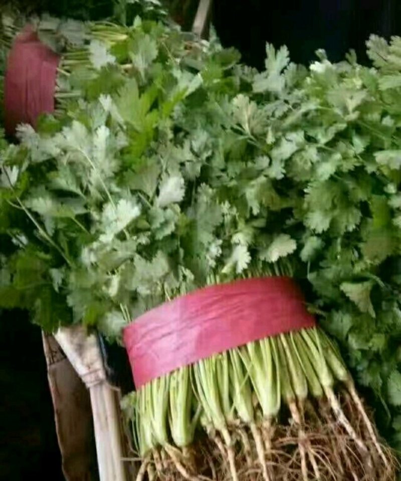 精品香菜批发香菜20-30公分货量巨大日供3万斤