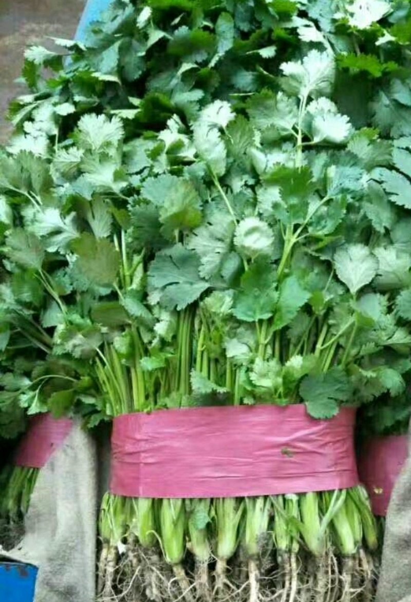 精品香菜批发香菜20-30公分货量巨大日供3万斤