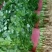 精品香菜批发香菜20-30公分货量巨大日供3万斤
