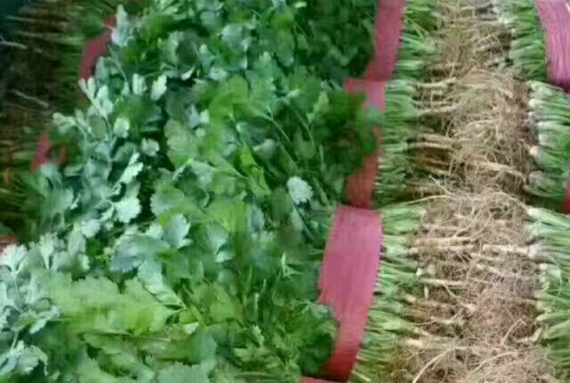 精品香菜批发香菜20-30公分货量巨大日供3万斤