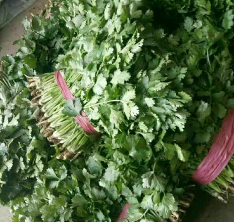 精品香菜批发香菜20-30公分货量巨大日供3万斤
