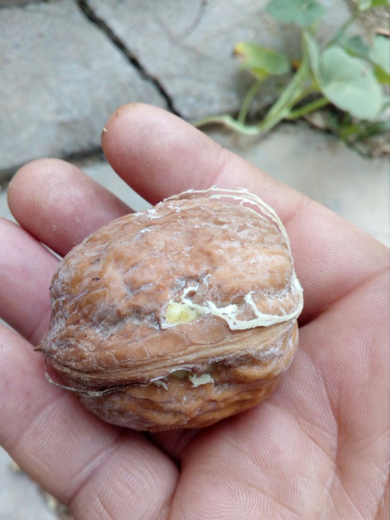 青皮核桃