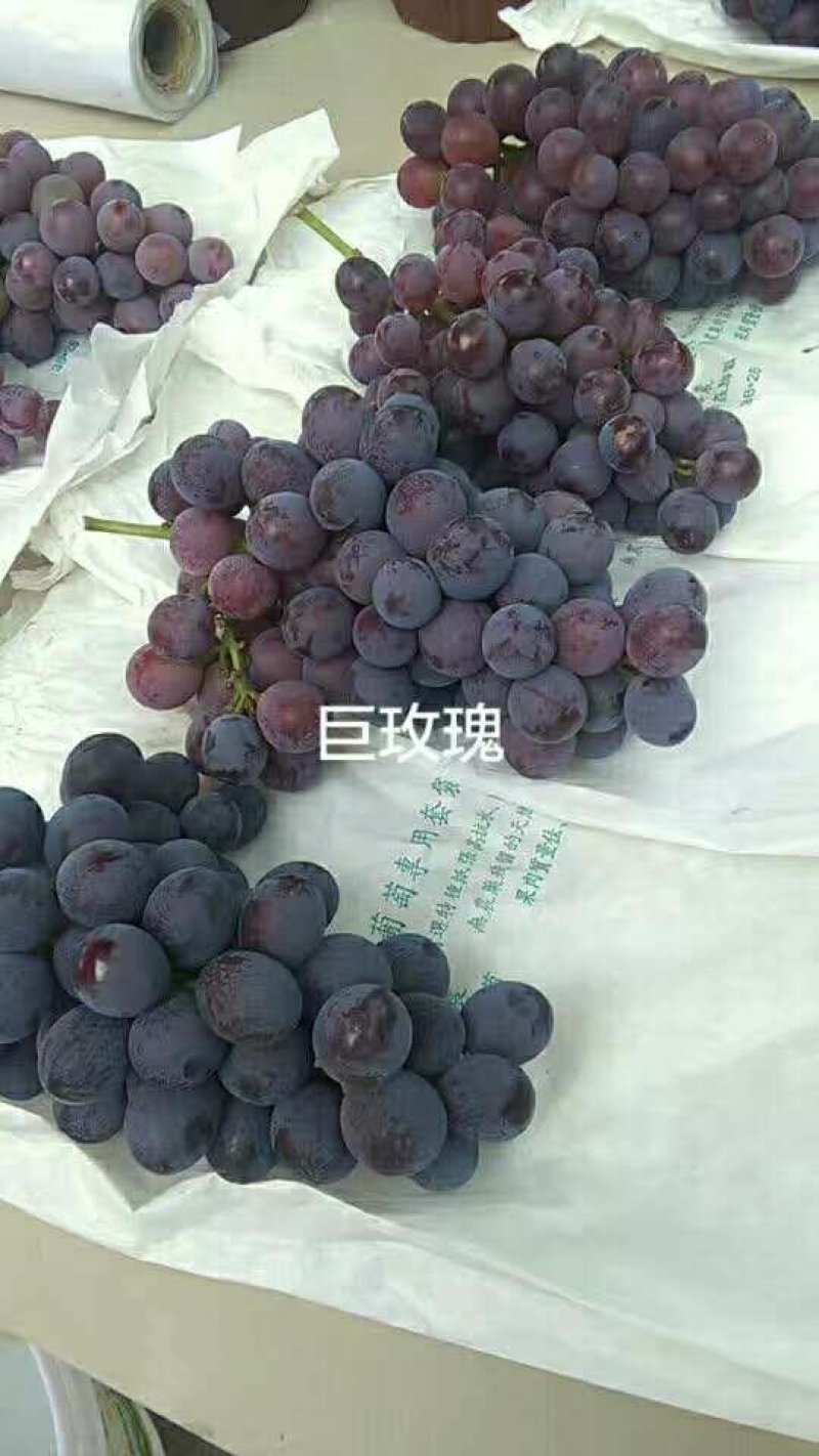 巨玫瑰葡萄苗，口感香甜，金华葡萄苗，葡萄苗批发，嫁接苗