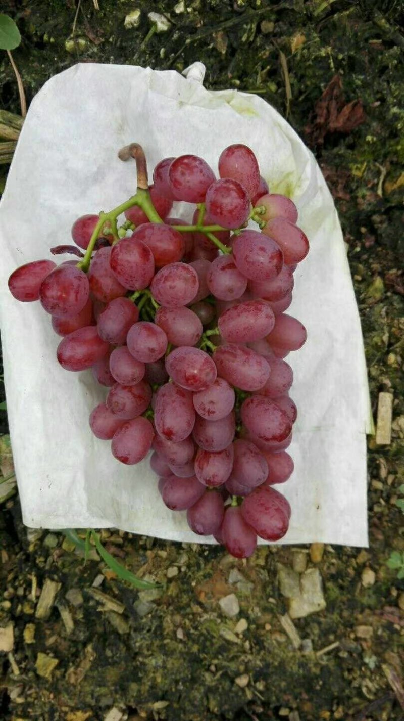 克伦生葡萄苗晚熟无核提子苗克伦生嫁接苗金华葡萄苗