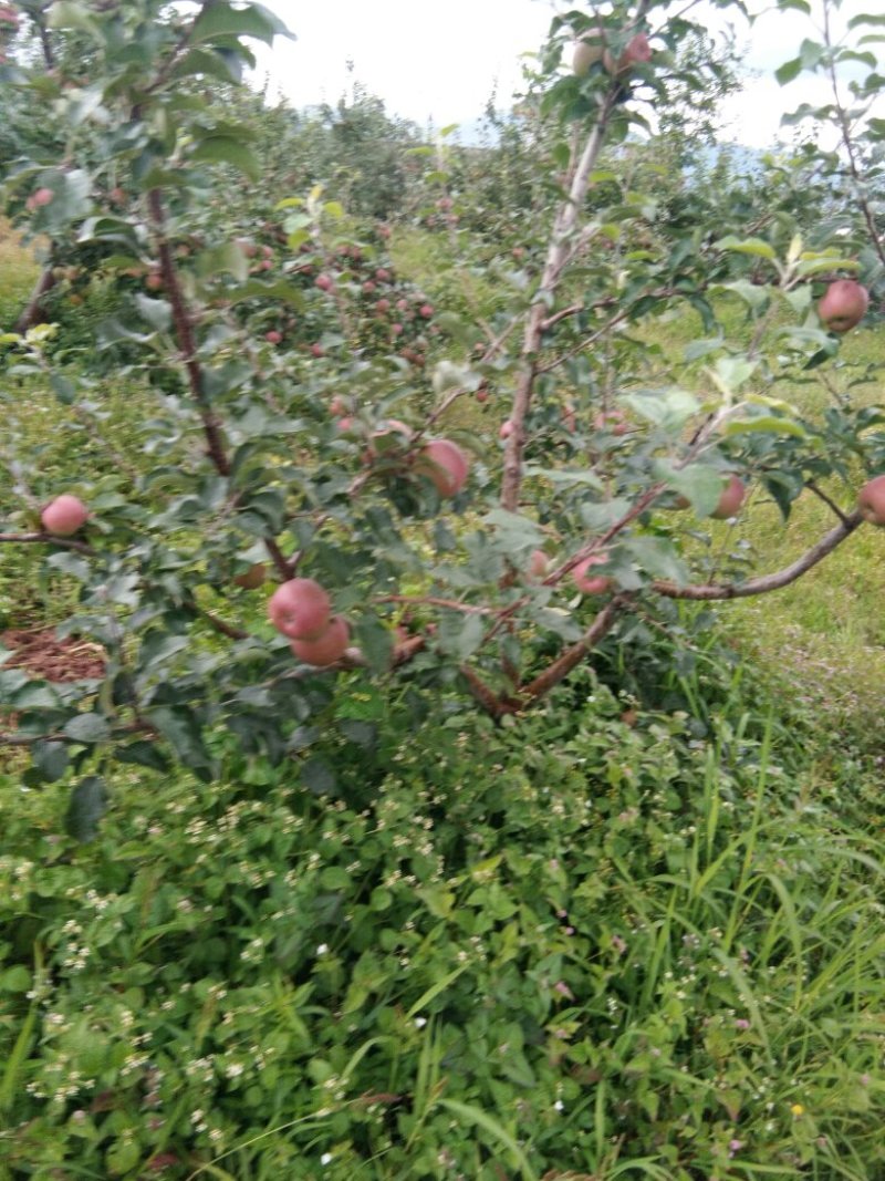 冰糖心苹果75mm以上光果，一件代发。