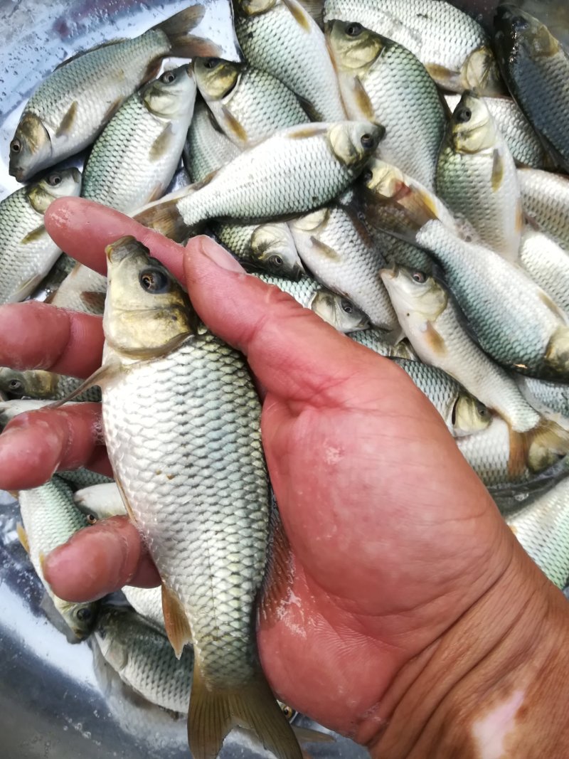 鲤鱼苗还有青虾和白对虾