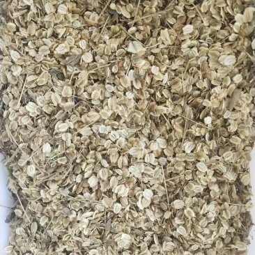 白芷籽，纯正白芷种子，两年基地货，香白芷。
