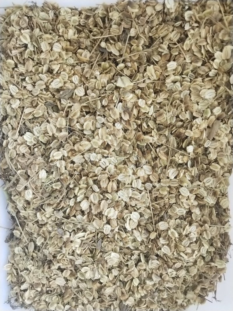 白芷籽，纯正白芷种子，两年基地货，香白芷。