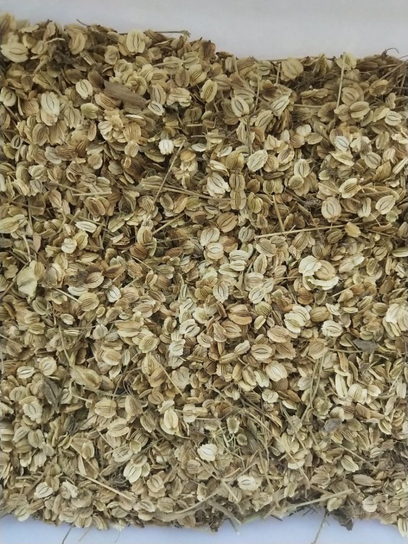 白芷籽，纯正白芷种子，两年基地货，香白芷。