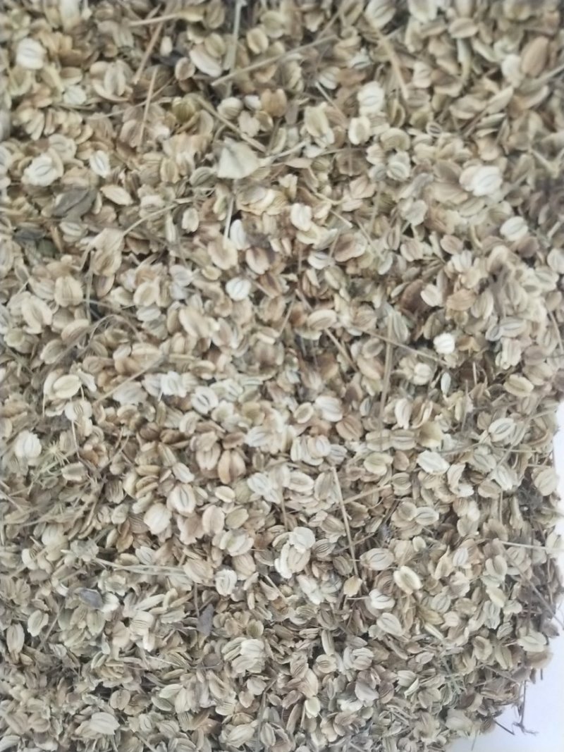 白芷籽，纯正白芷种子，两年基地货，香白芷。