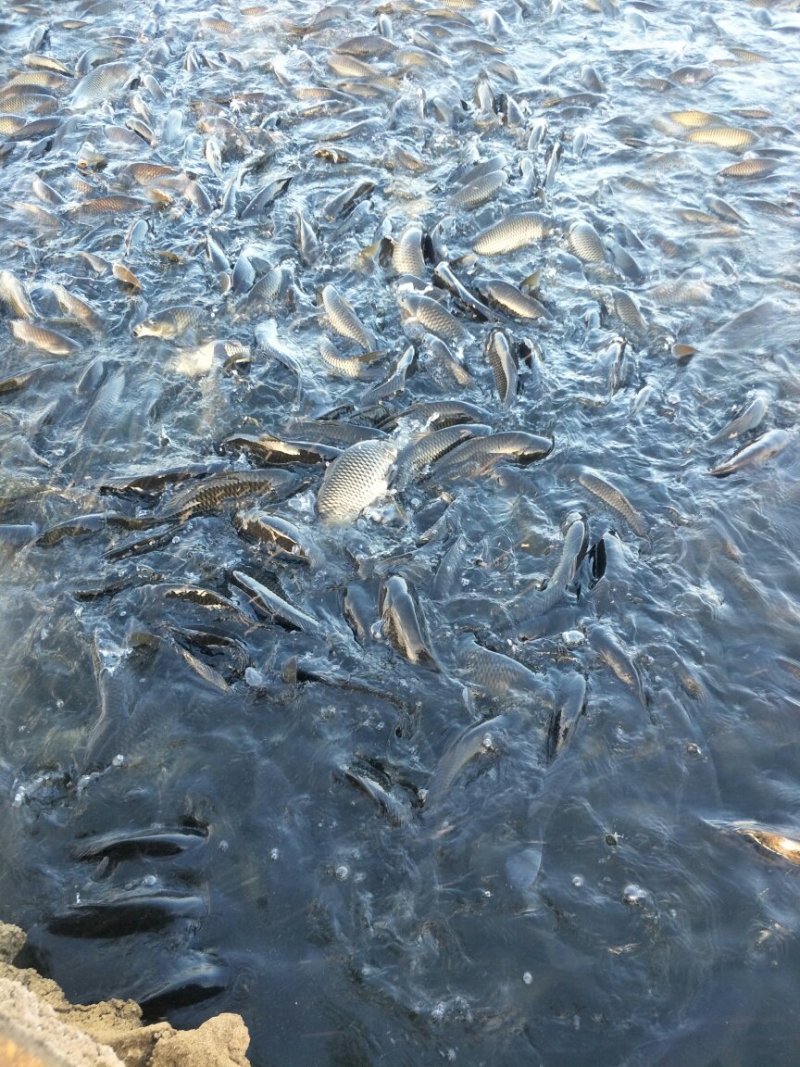 鲤鱼