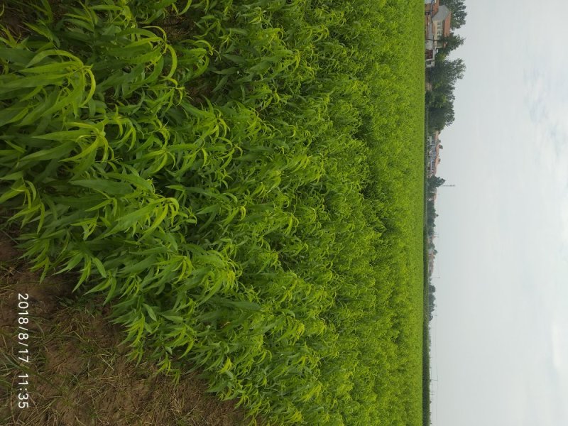 黄金蜜一号:肉质硬脆，硬熟期、挂树时间长，粘核。