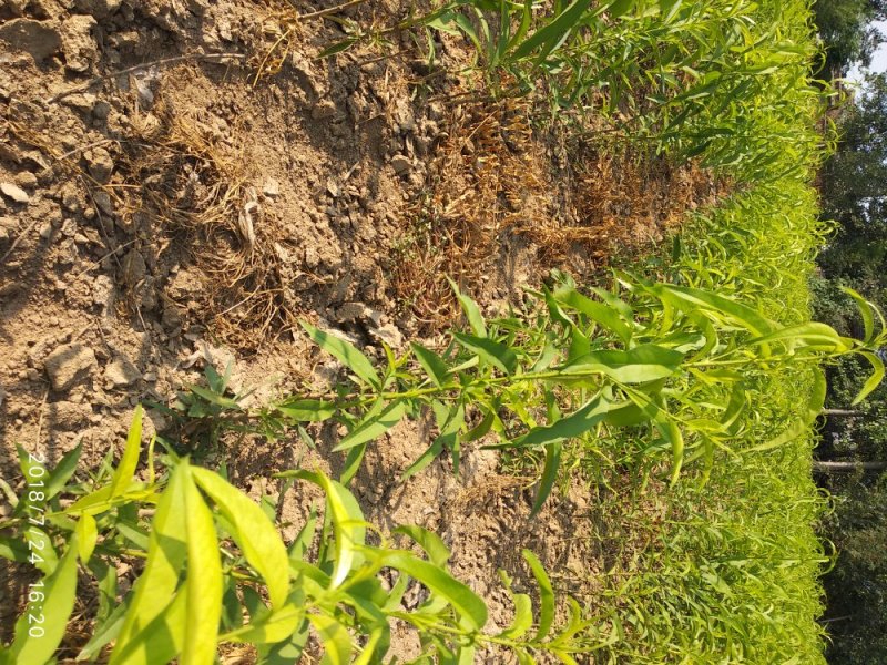 黄金蜜一号:肉质硬脆，硬熟期、挂树时间长，粘核。