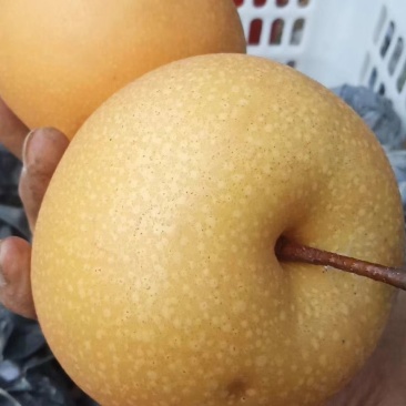 黄金蜜梨，