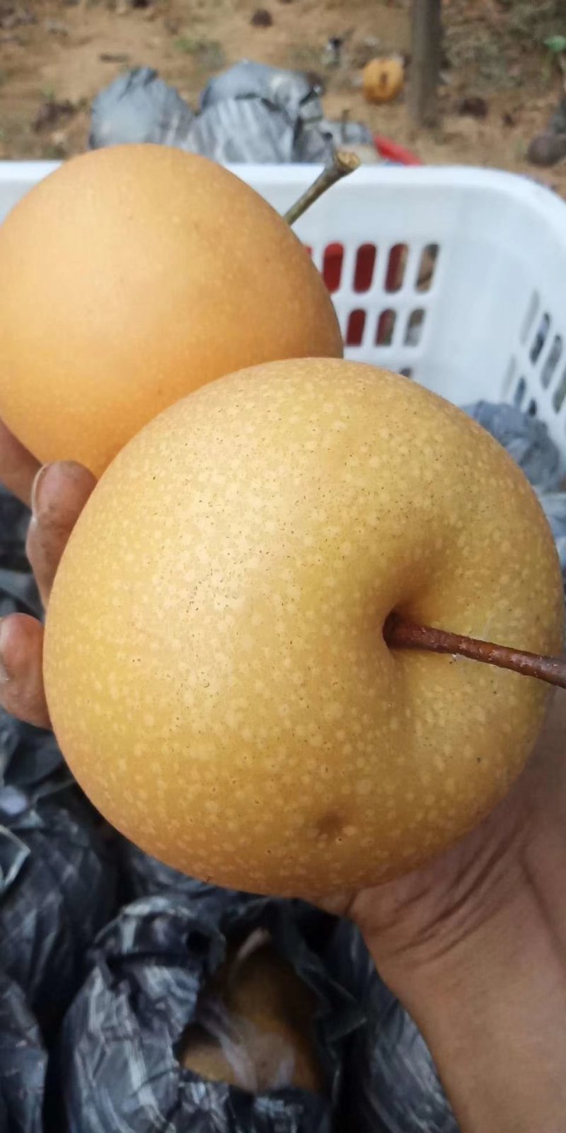 黄金蜜梨，