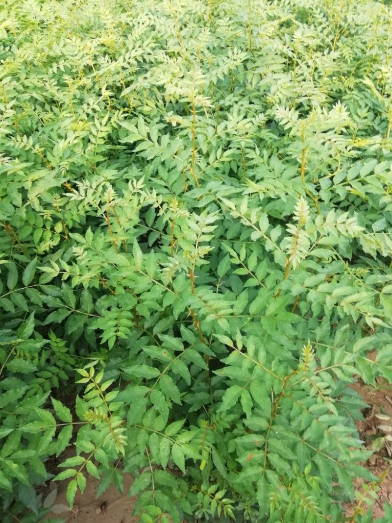 花椒树
