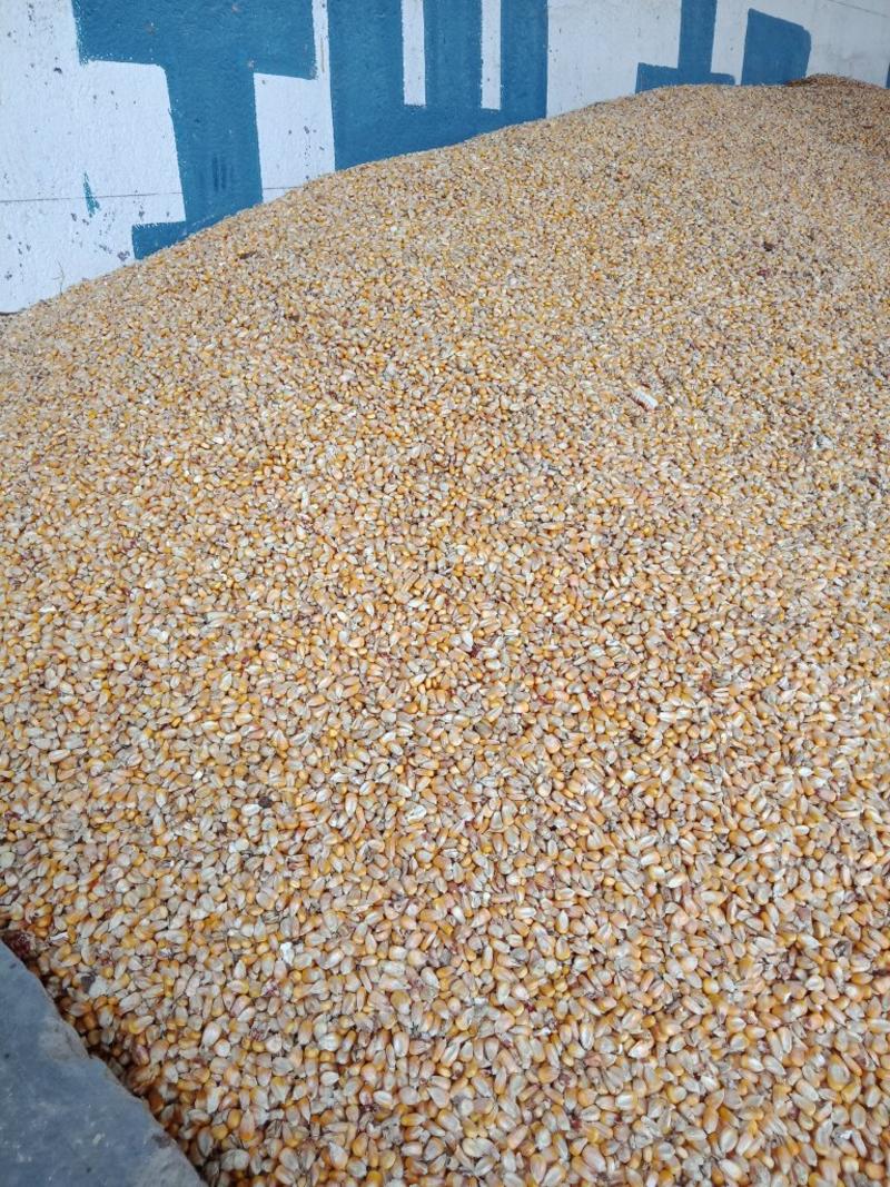 先玉335玉米14~16%