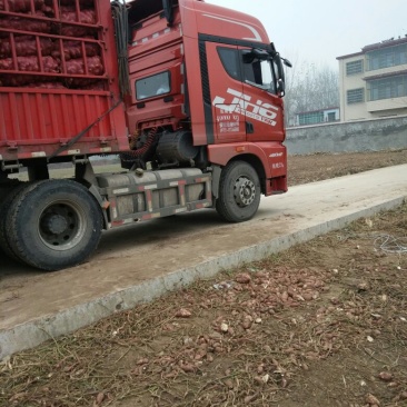 商薯19，龙署九号，西瓜红，基地直供，一手货源