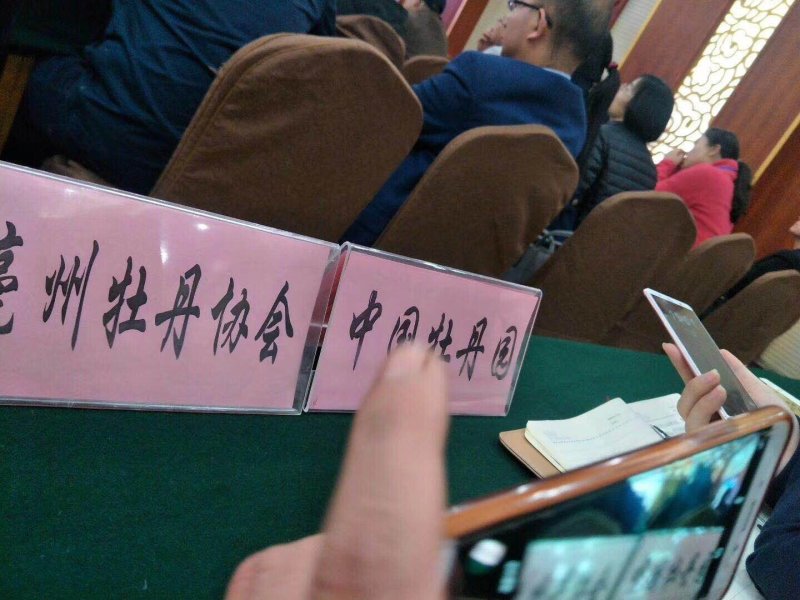 油用牡丹籽牡丹籽凤丹牡丹籽榨油专用牡丹籽牡丹子