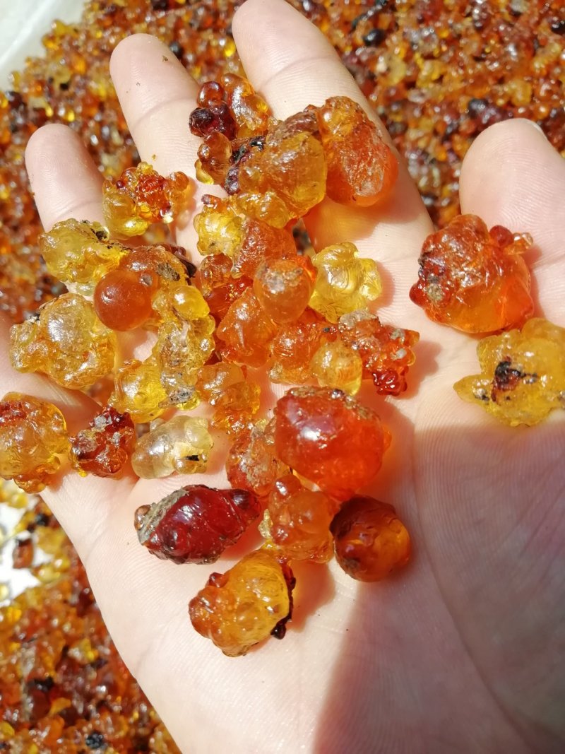 中颗粒，珠胶