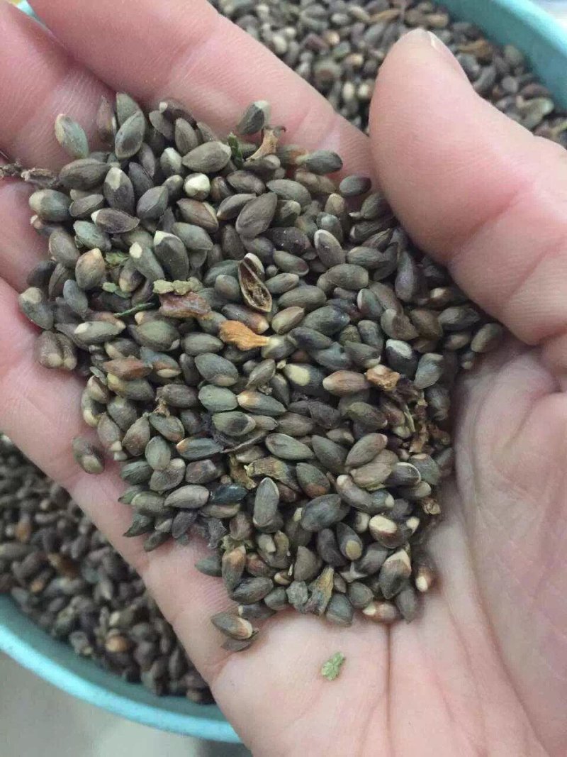 侧柏种子侧柏籽侧柏净籽