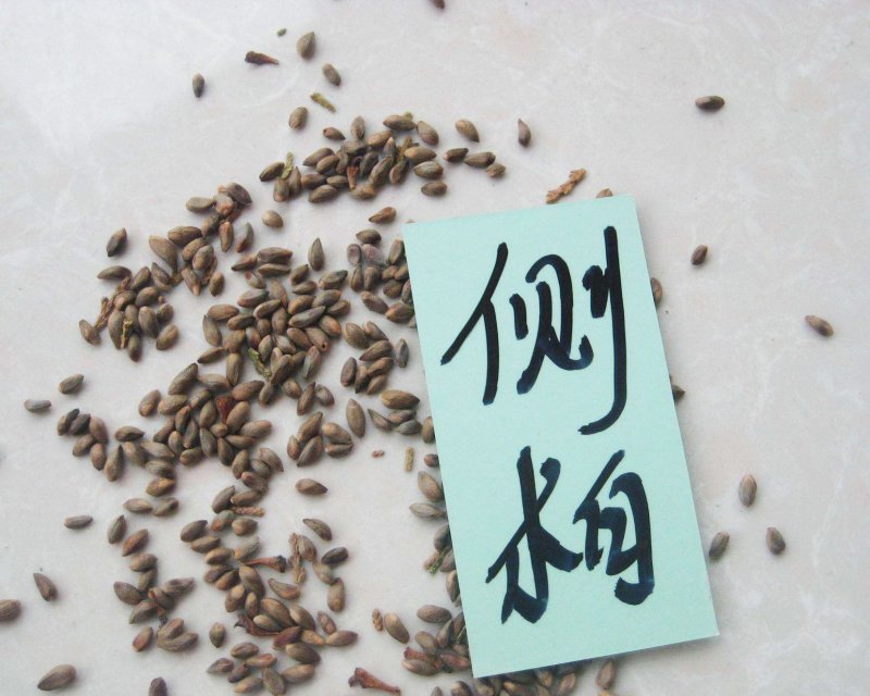 侧柏种子侧柏籽侧柏净籽