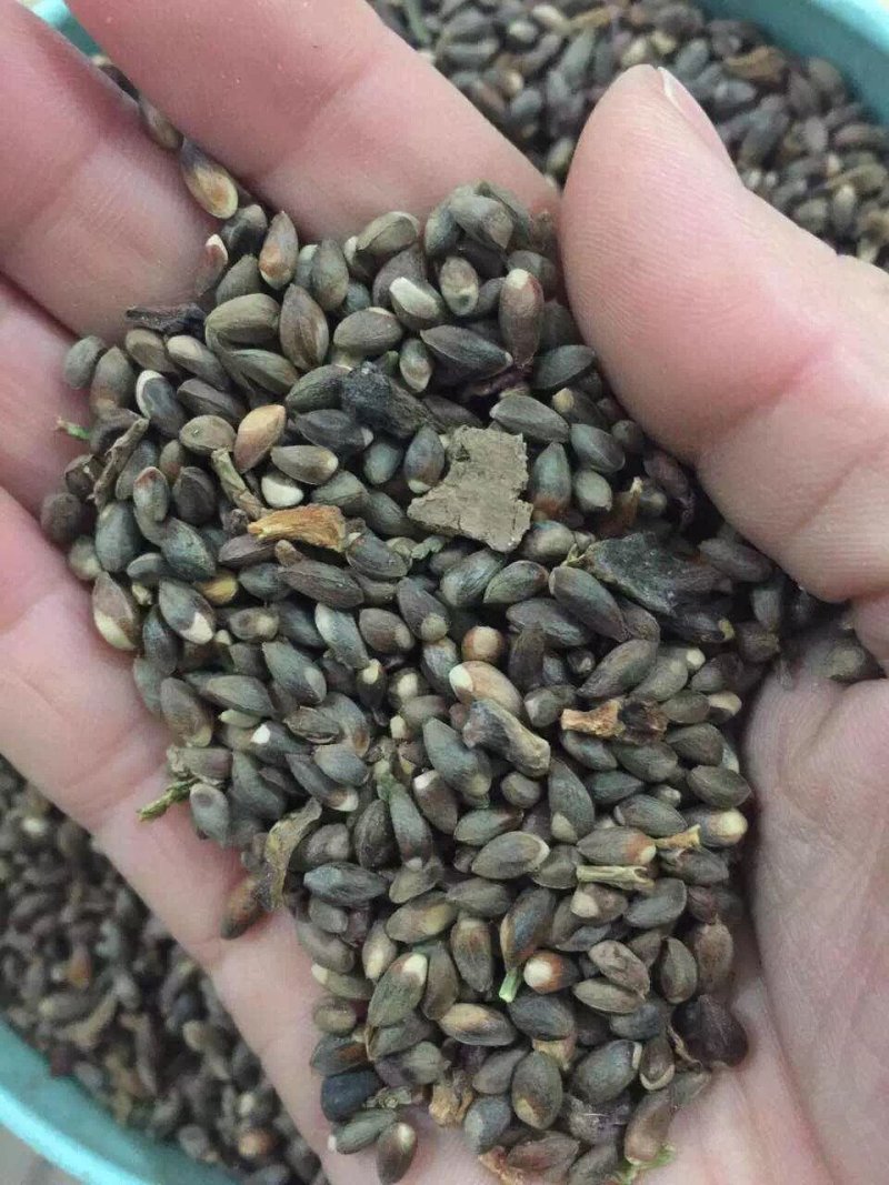 侧柏种子侧柏籽侧柏净籽