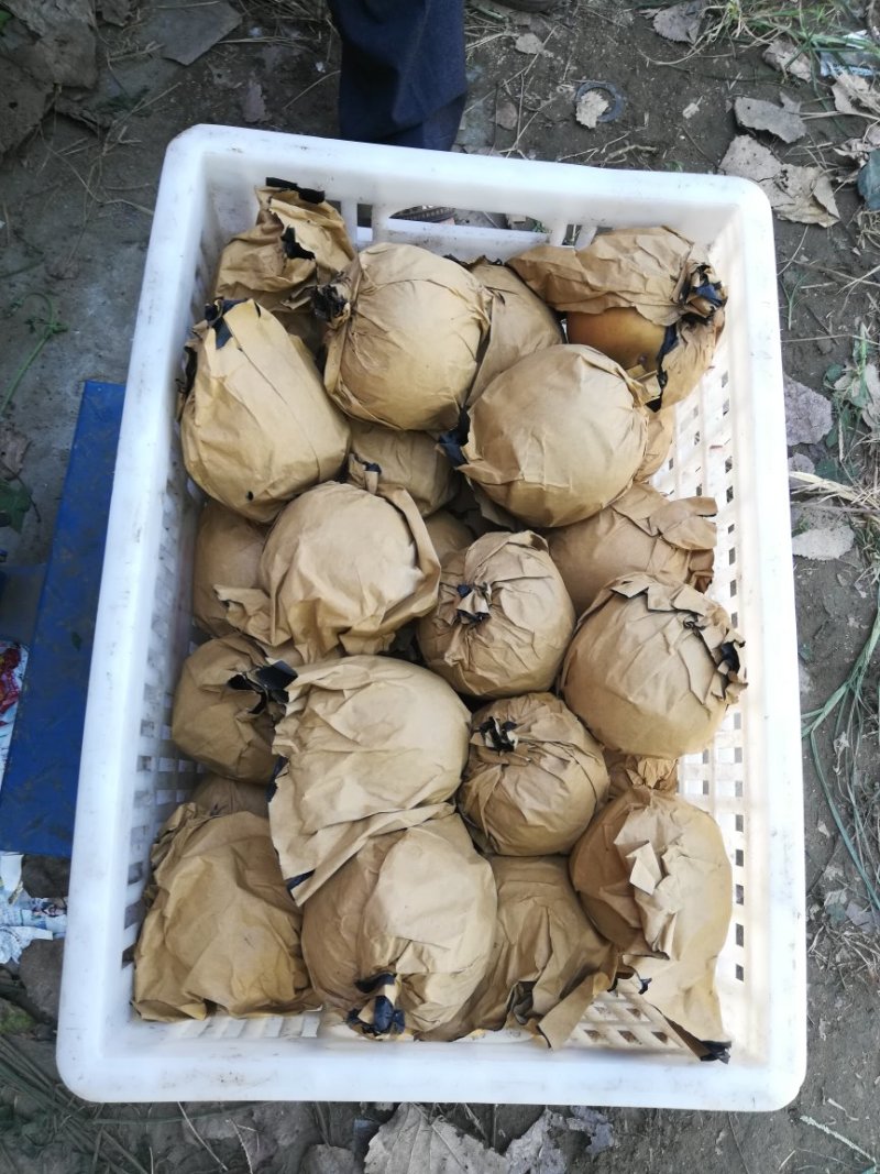 晚秋黄梨，大量上市万亩基地直接发货保证质量！！
