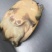 甲鱼
